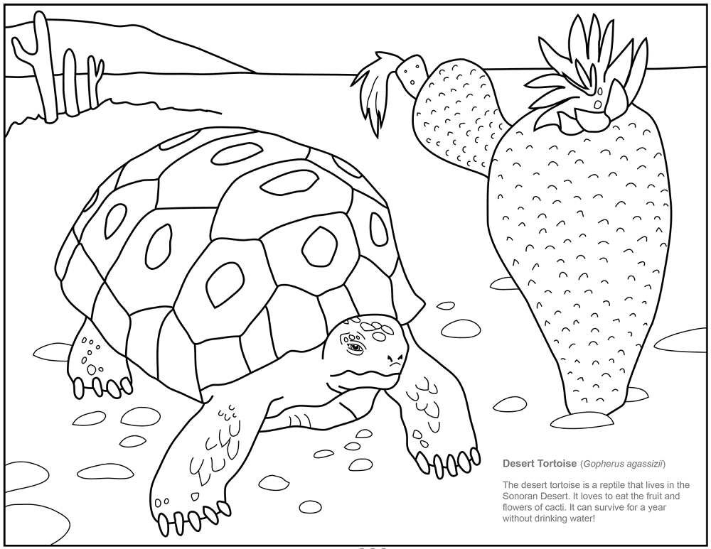 Desenho de Tartaruga para colorir e imprimir: número 45
