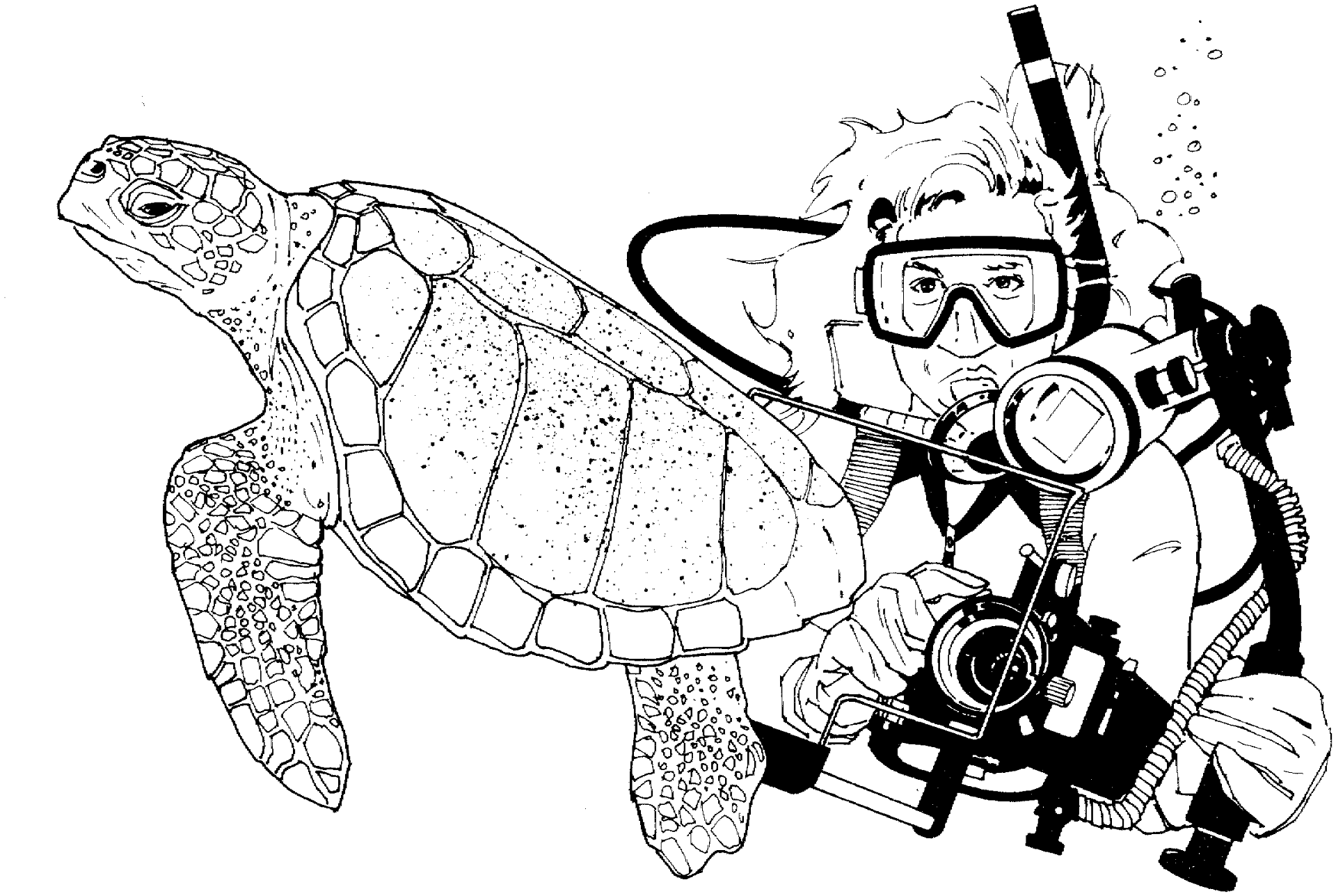 Desenho de Tartaruga para colorir e imprimir: número 47