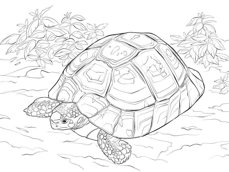 Desenho de Tartaruga para colorir e imprimir: número 48
