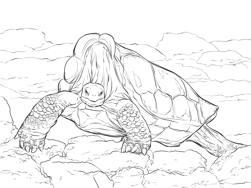 Desenho de Tartaruga para colorir