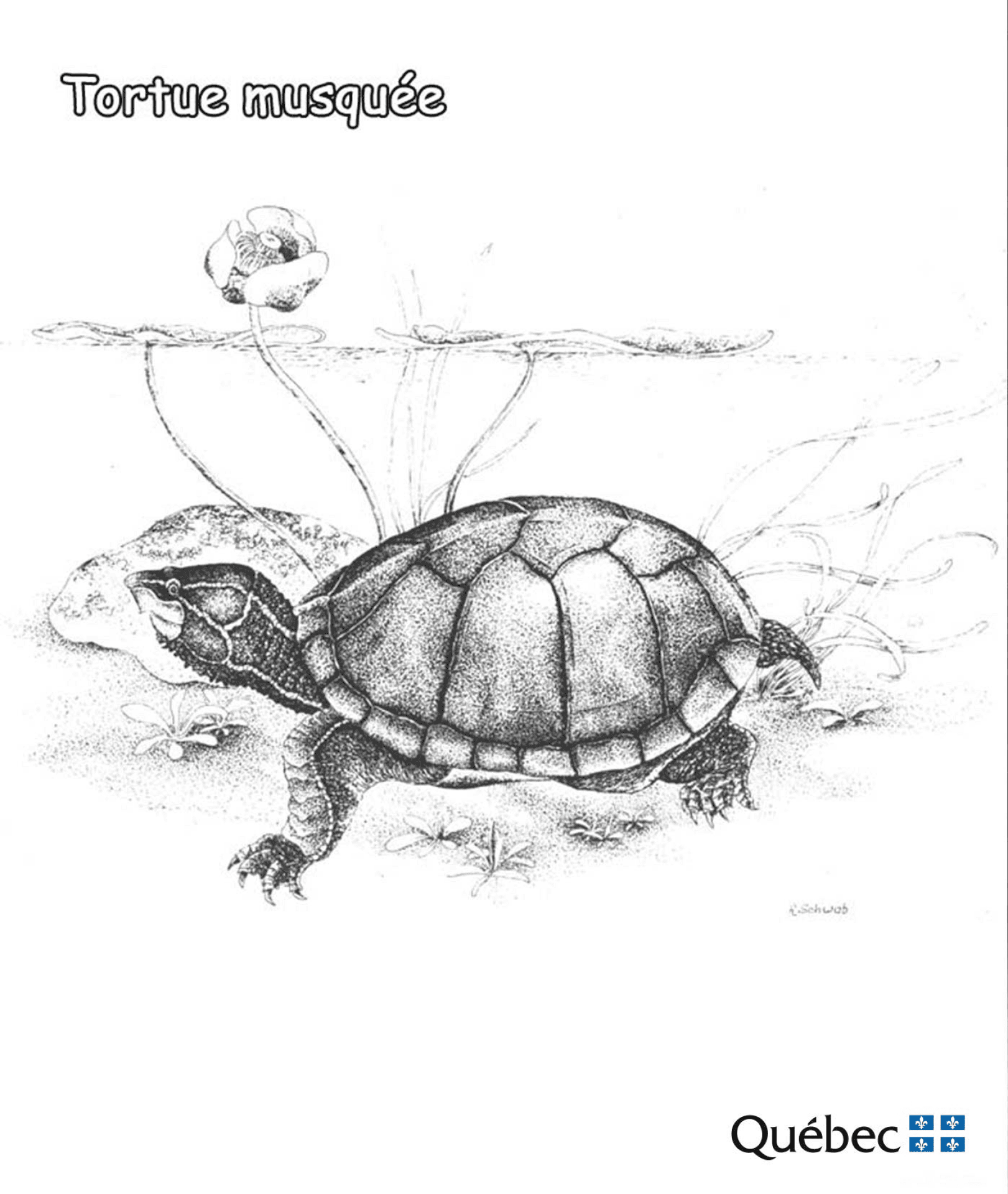 Desenho de Tartaruga para colorir