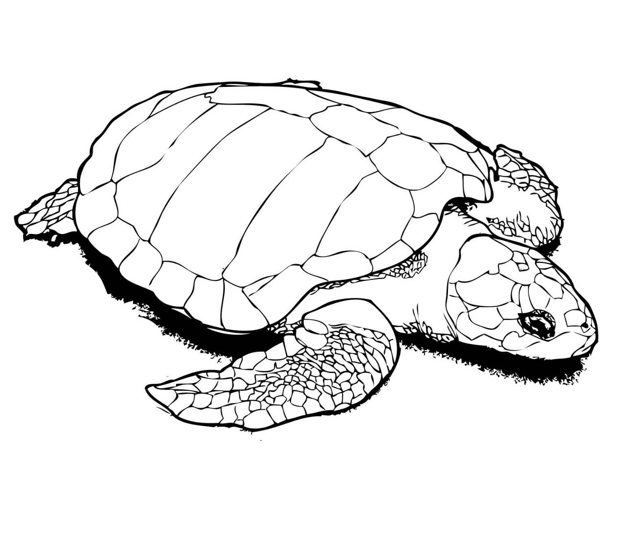 Desenho de Tartaruga para colorir