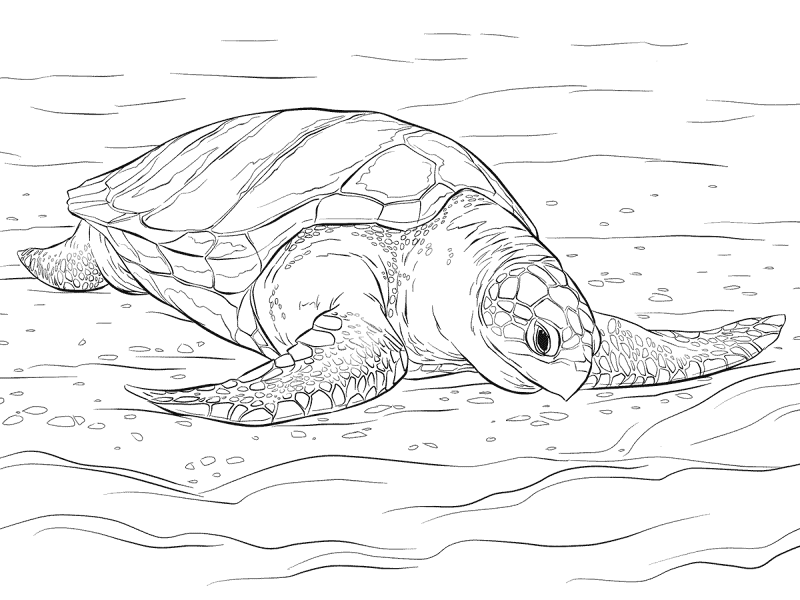 Desenho de Tartaruga para colorir