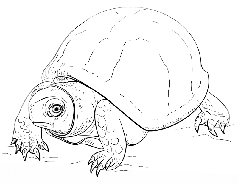 Desenho de Tartaruga para colorir