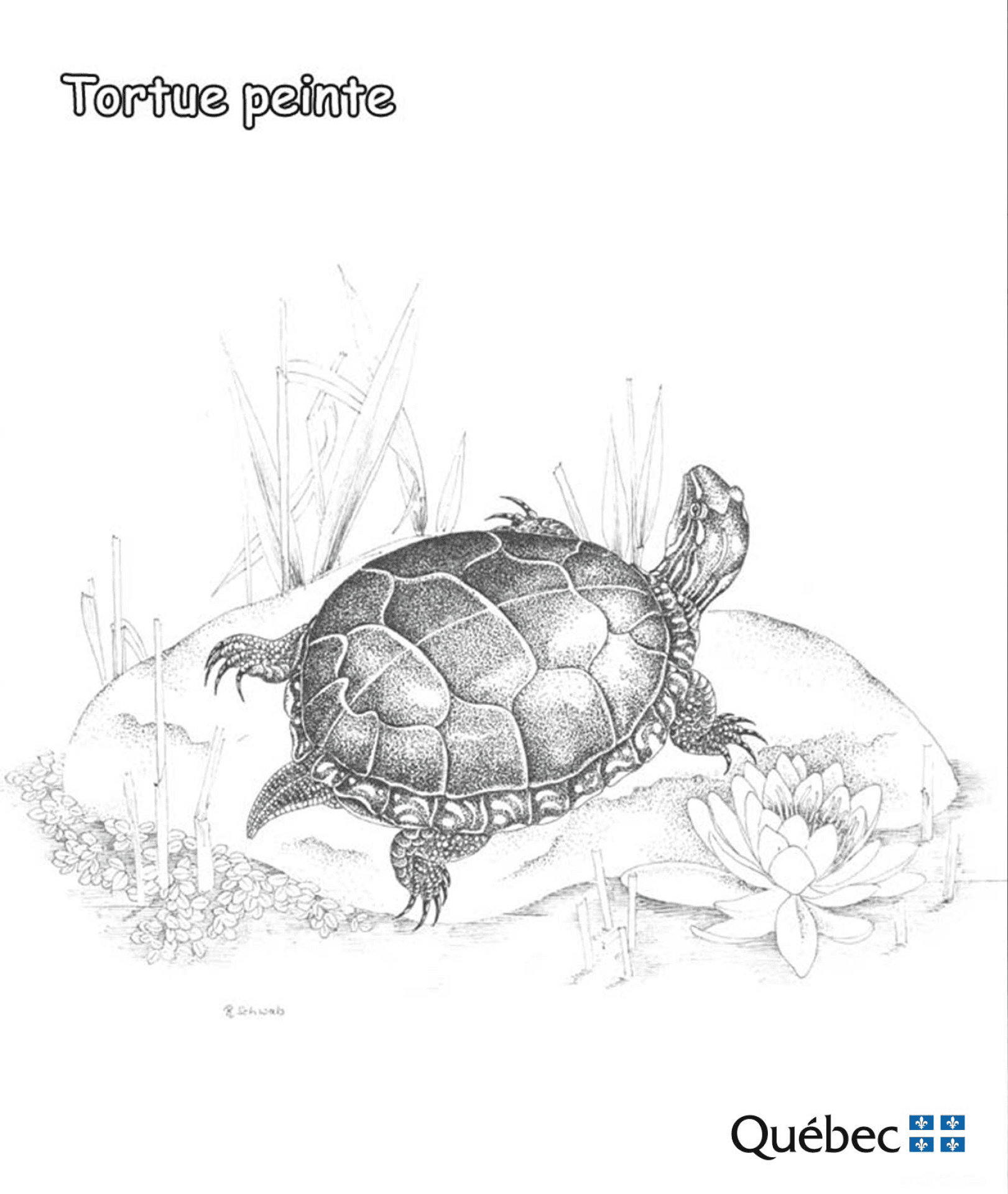 Desenho de Tartaruga para colorir