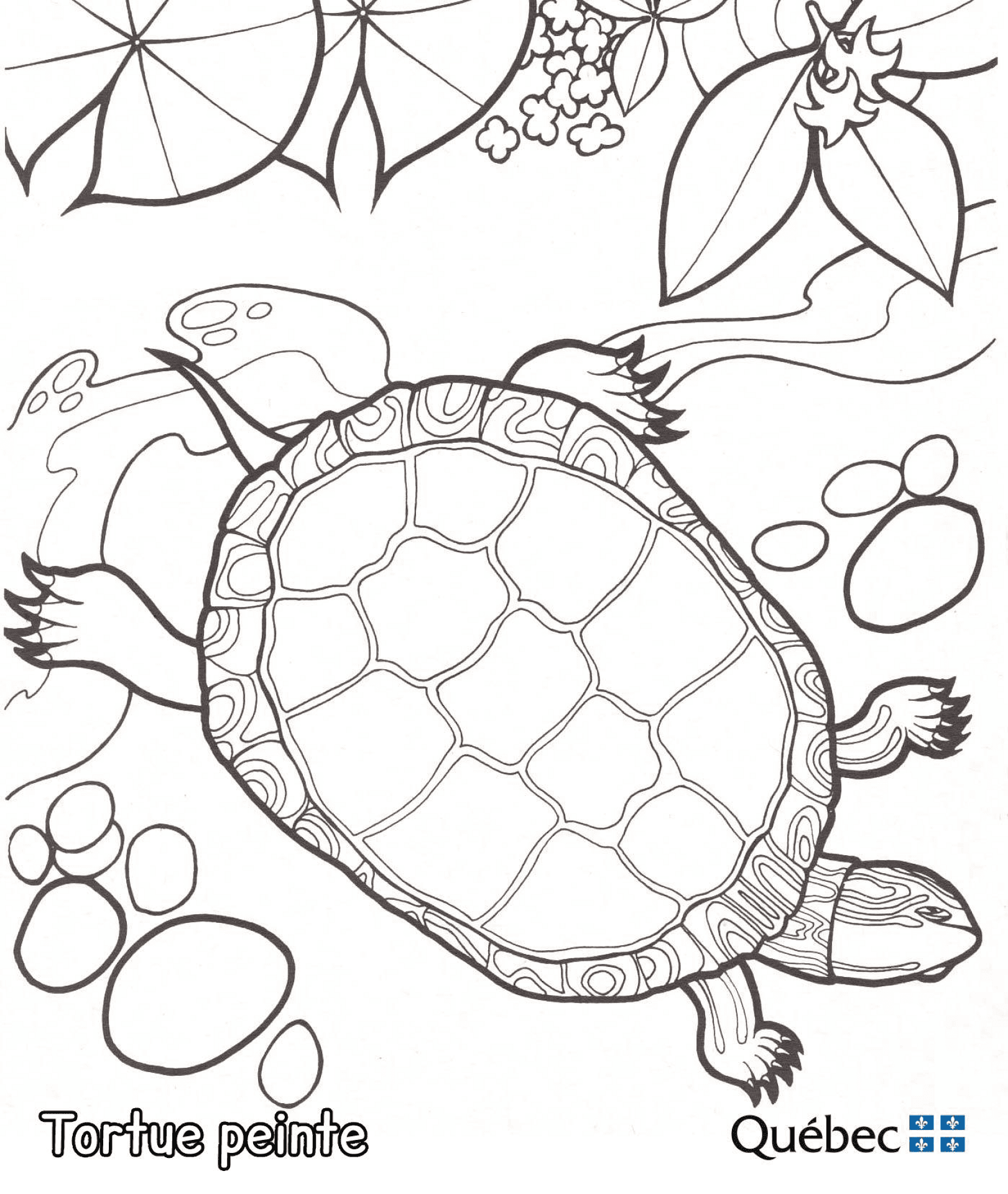 Desenho de Tartaruga para colorir