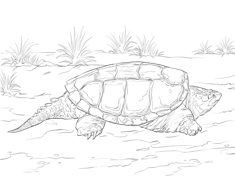Desenho de Tartaruga para colorir