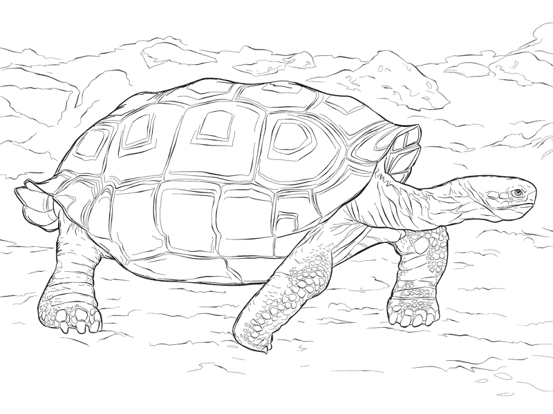 Desenho de Tartaruga para colorir