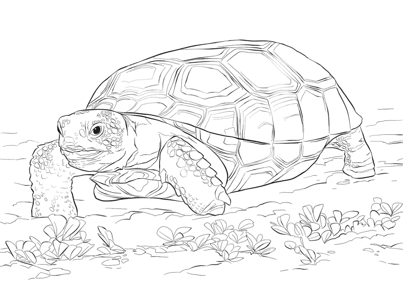 Desenho de Tartaruga para colorir