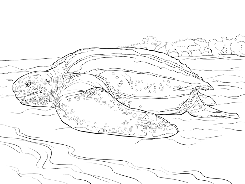 Desenho de Tartaruga para colorir