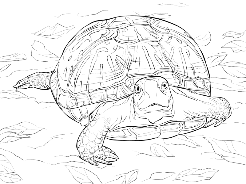 Desenho de Tartaruga para colorir