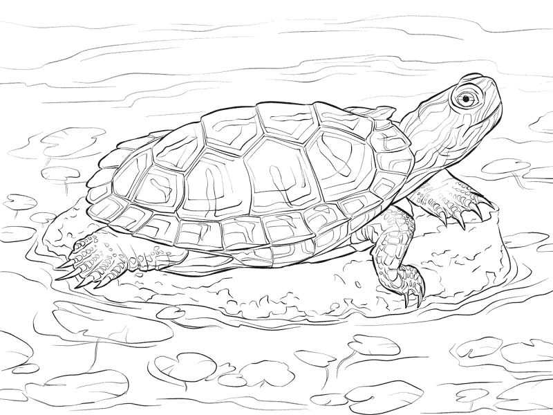 Desenho de Tartaruga para colorir