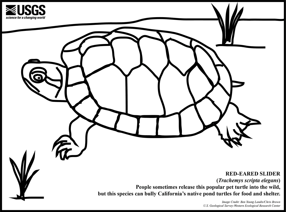 Desenho de Tartaruga para colorir