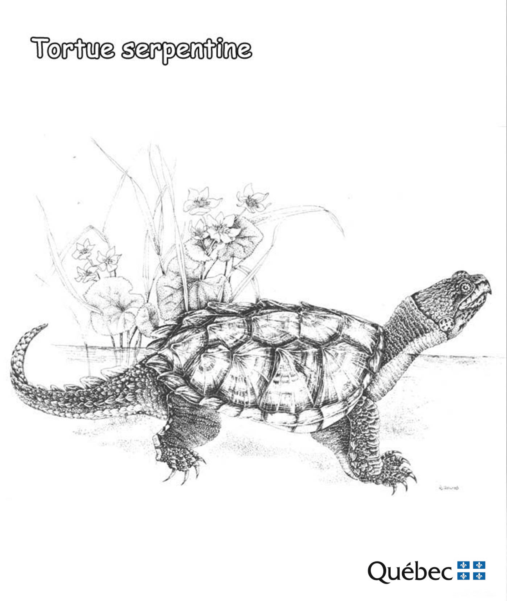Desenho de Tartaruga para colorir