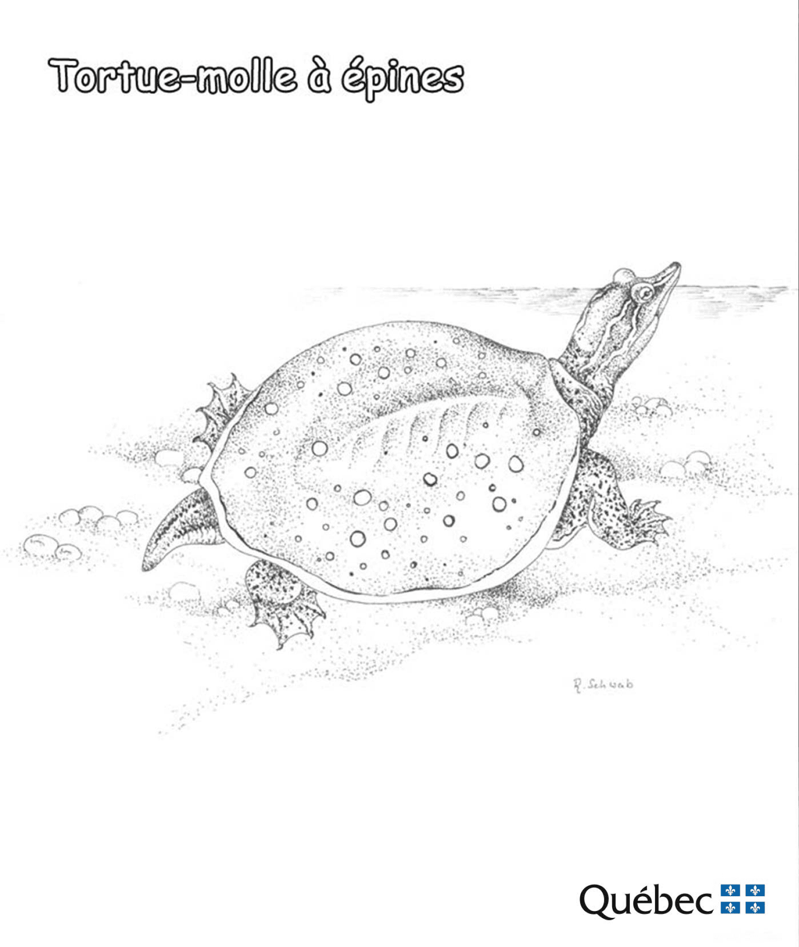 Desenho de Tartaruga para colorir