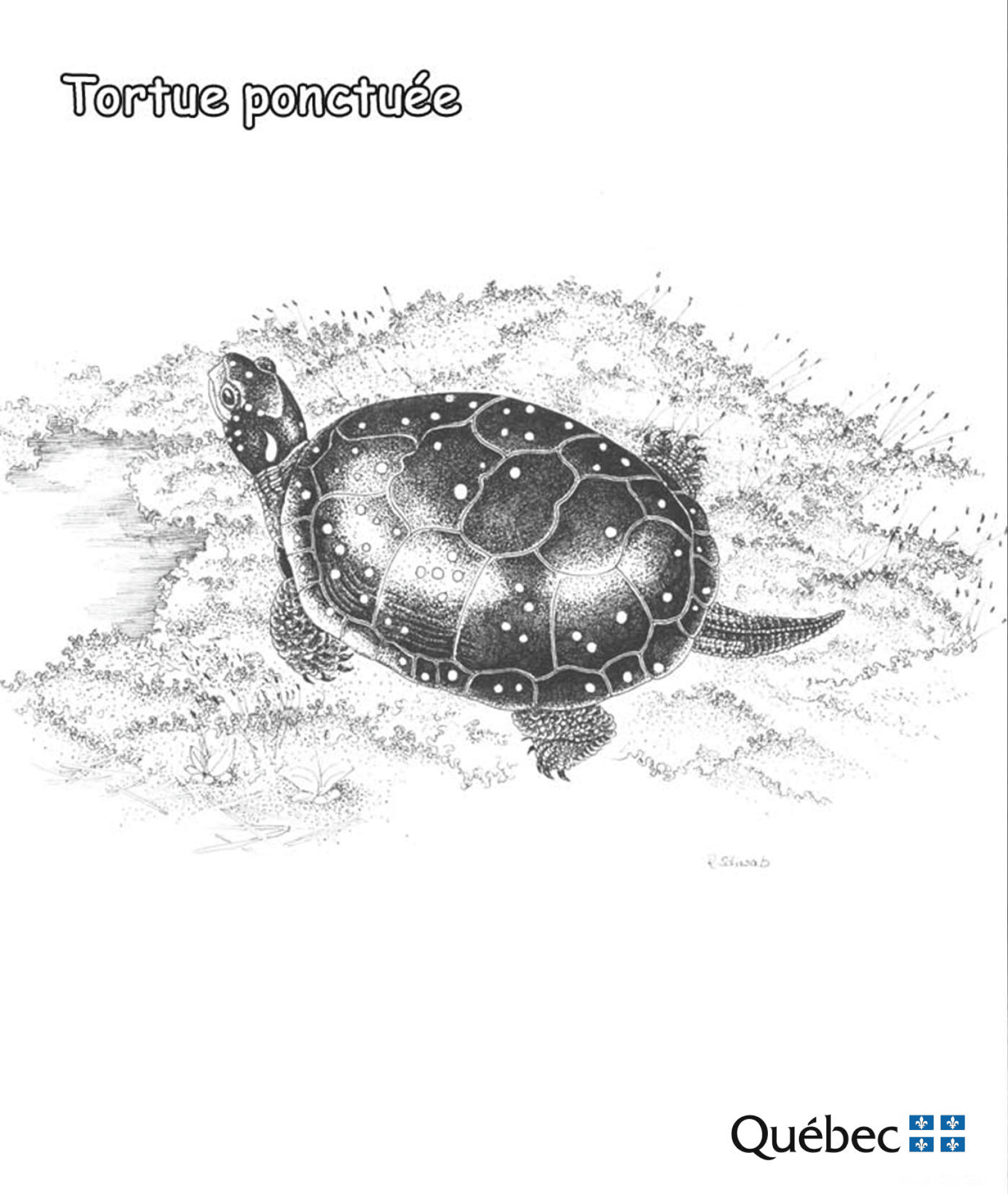 Desenho de Tartaruga para colorir