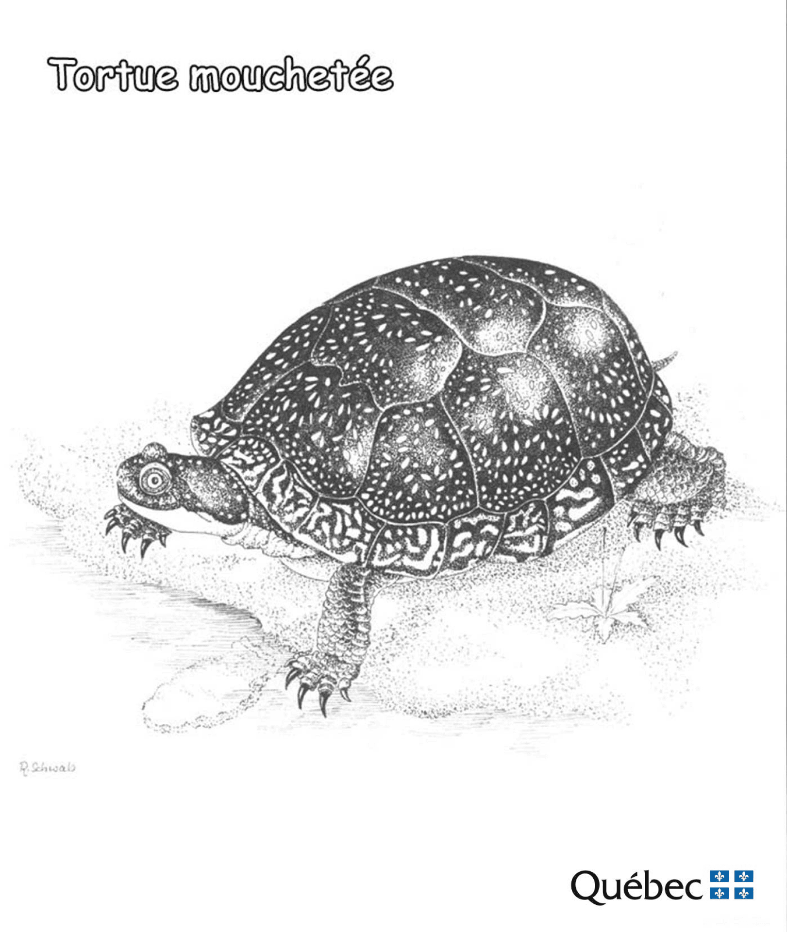 Desenho de Tartaruga para colorir