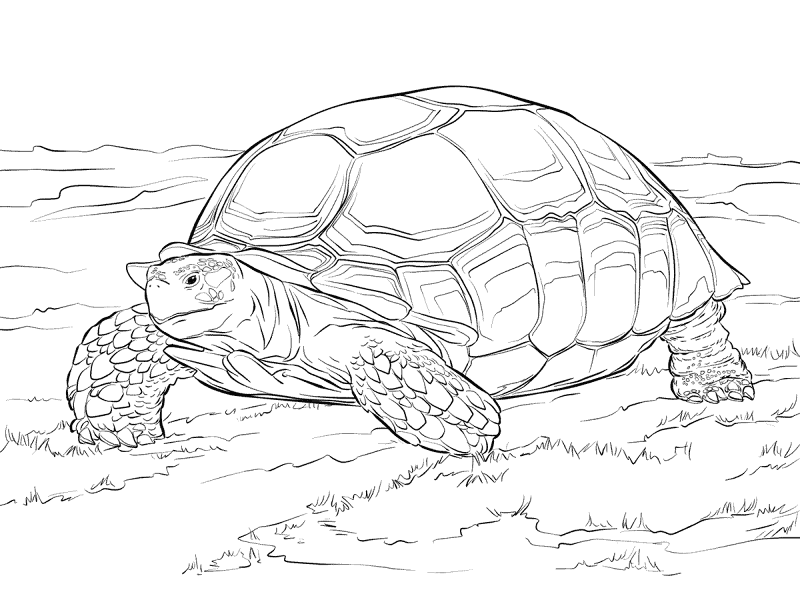 Desenho de Tartaruga para colorir