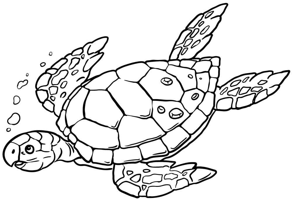 Desenho de Tartaruga para colorir