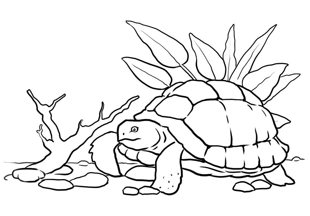 Desenho de Tartaruga para colorir