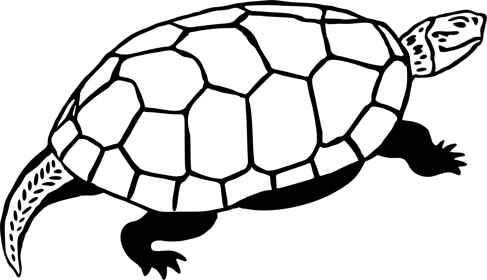 Desenho de Tartaruga para colorir