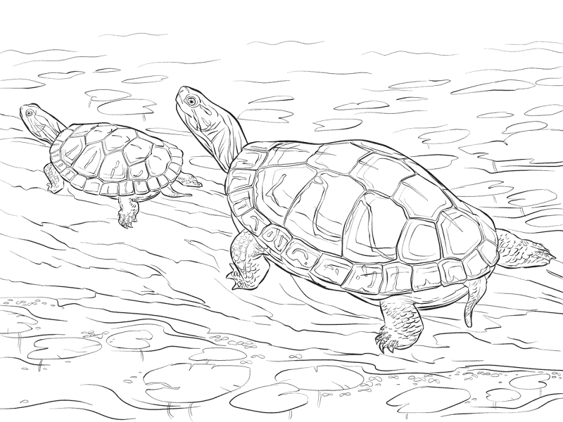 Desenho de Tartaruga para colorir