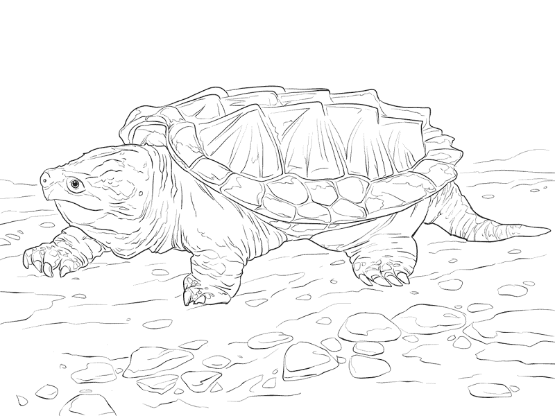 Desenho de Tartaruga para colorir