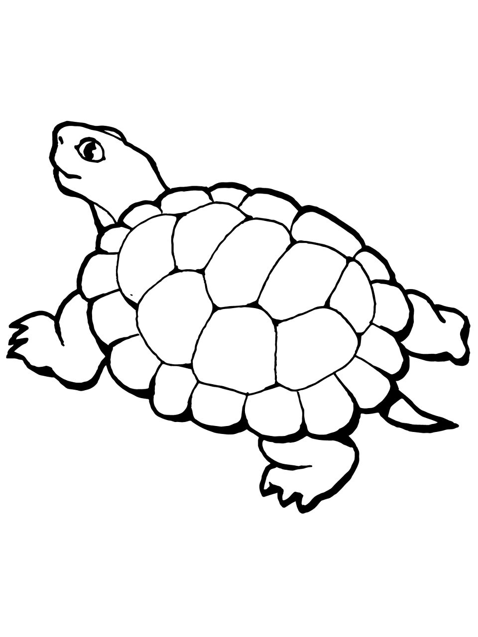Desenho de Tartaruga para colorir