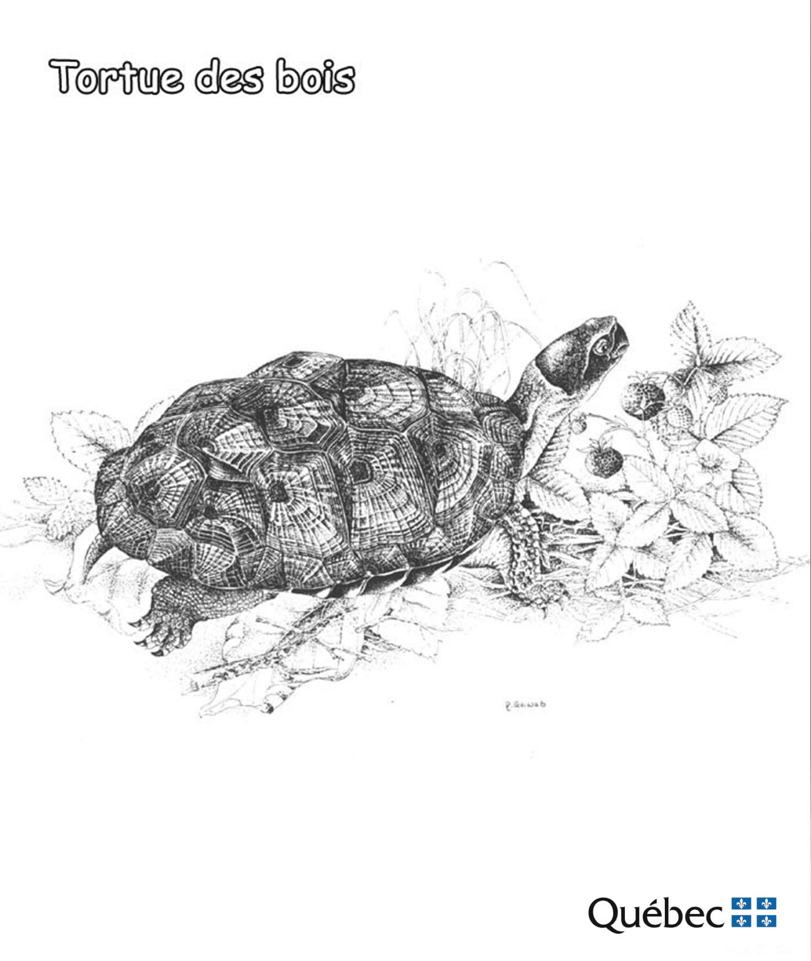 Desenho de Tartaruga para colorir