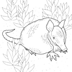Desenho de Tatu para colorir e imprimir: número 7