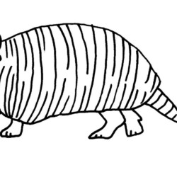 Desenho de Tatu para colorir e imprimir: número 13