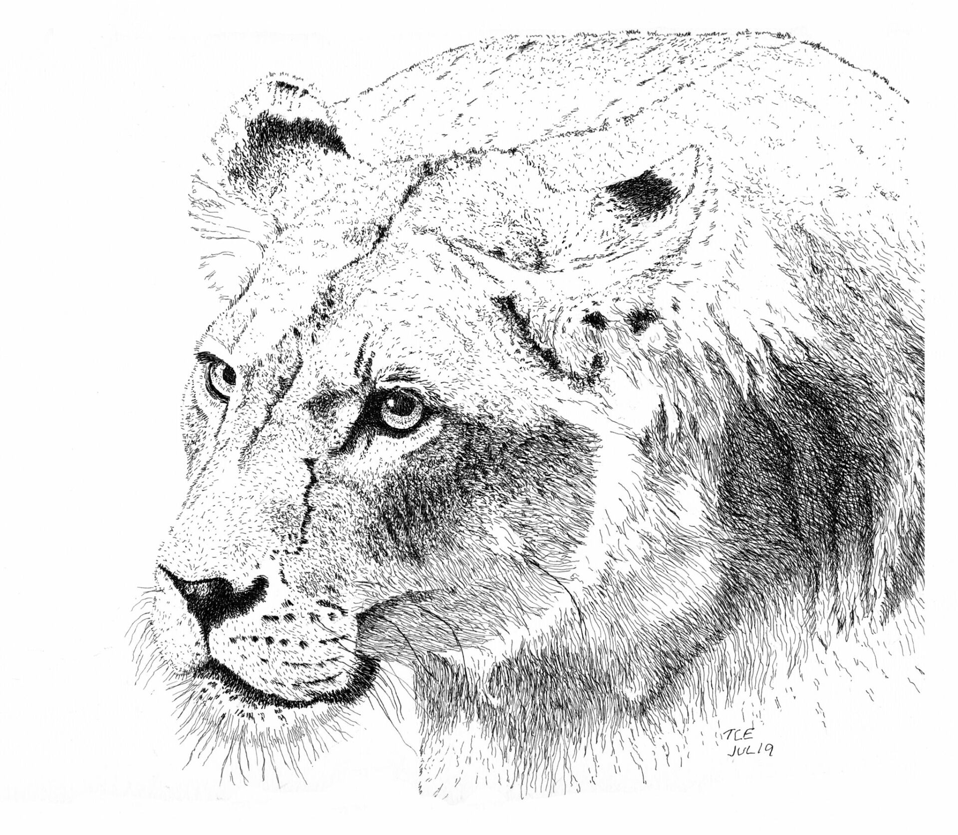 Desenho de Tigres para colorir e imprimir: número 2