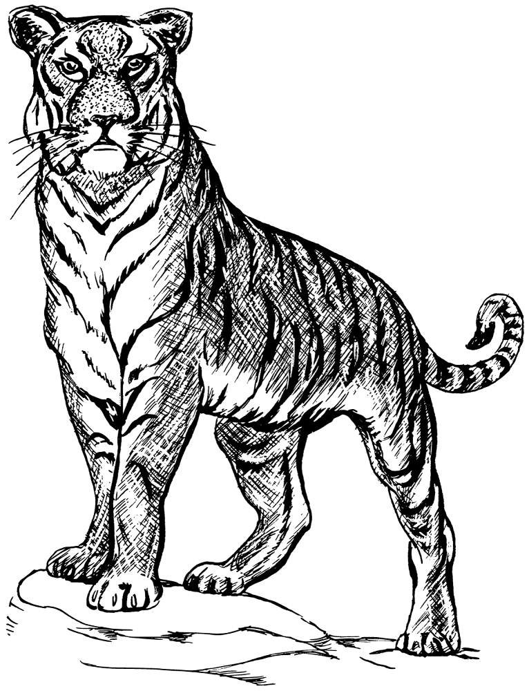 Desenho de Tigres para colorir e imprimir: número 28