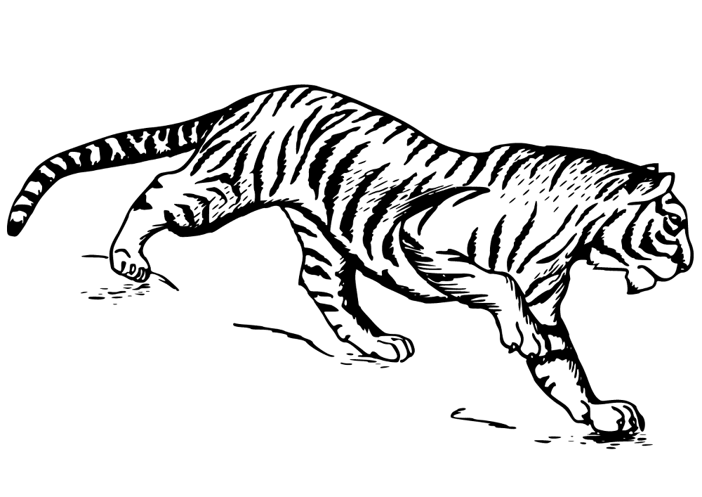 Desenho de Tigres para colorir e imprimir: número 29