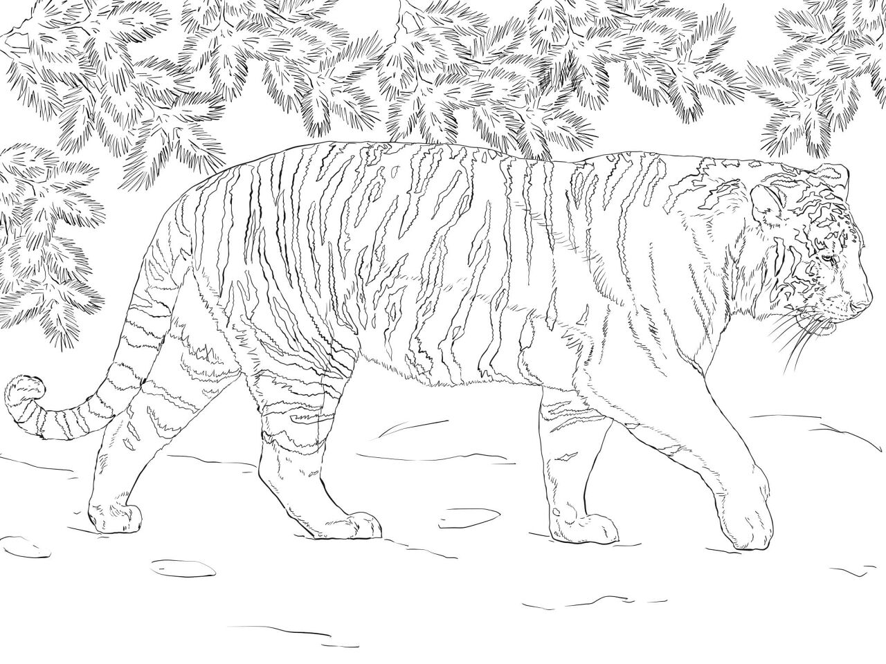 Desenho de Tigres para colorir