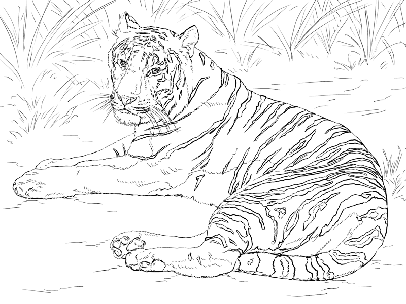 Desenho de Tigres para colorir