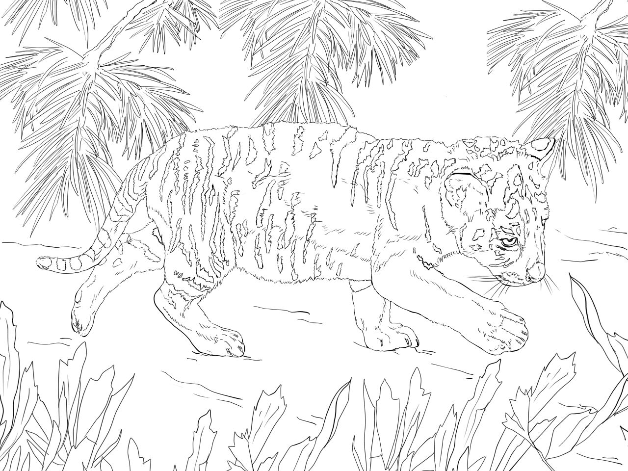 Desenho de Tigres para colorir