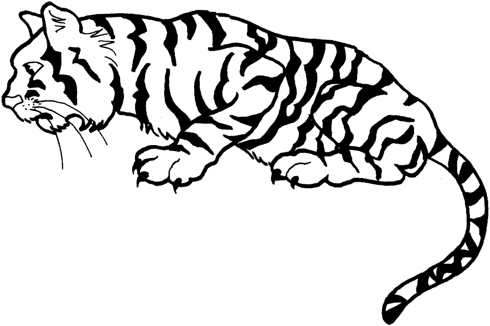 Desenho de Tigres para colorir