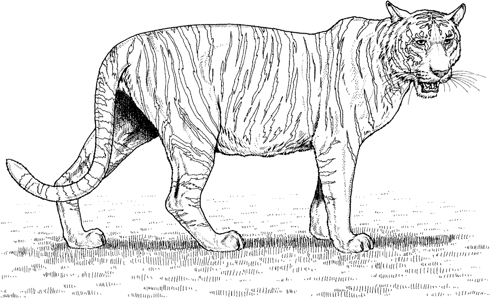 Desenho de Tigres para colorir