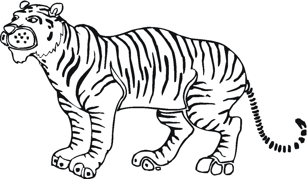 Desenho de Tigres para colorir