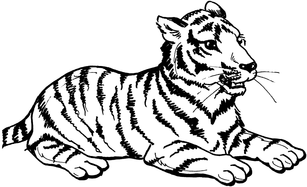Desenho de Tigres para colorir