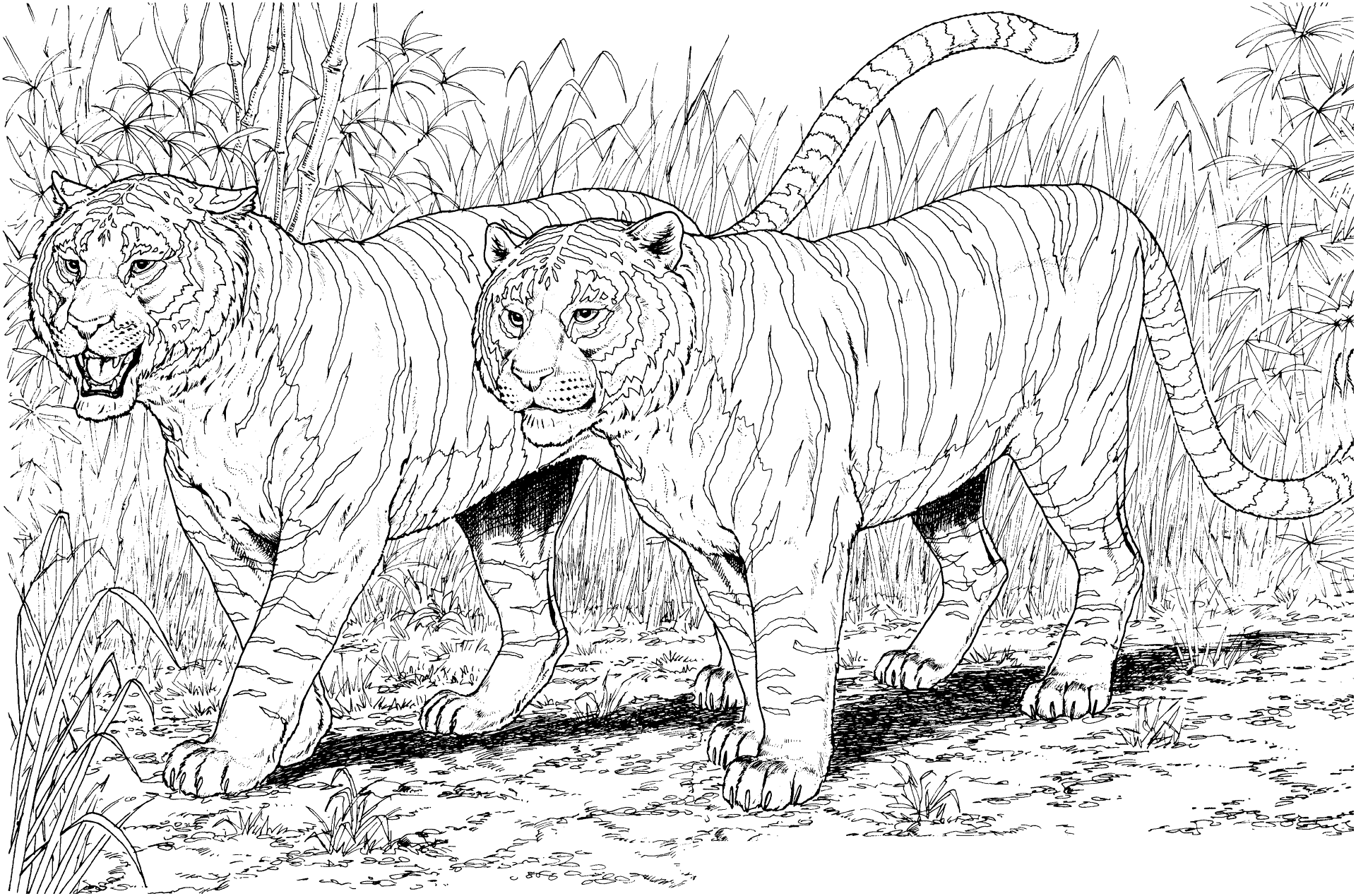 Desenho de Tigres para colorir