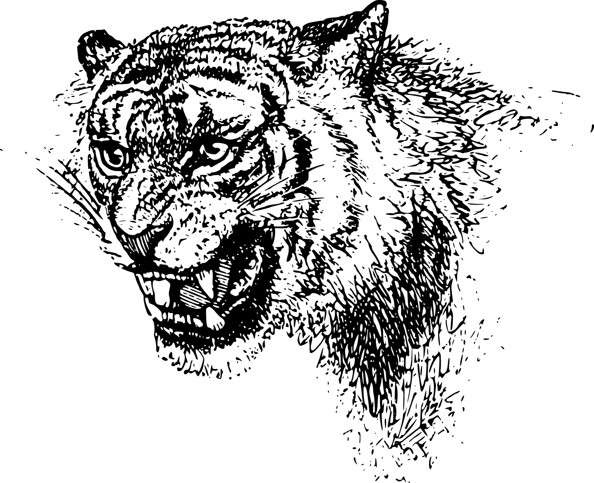Desenho de Tigres para colorir