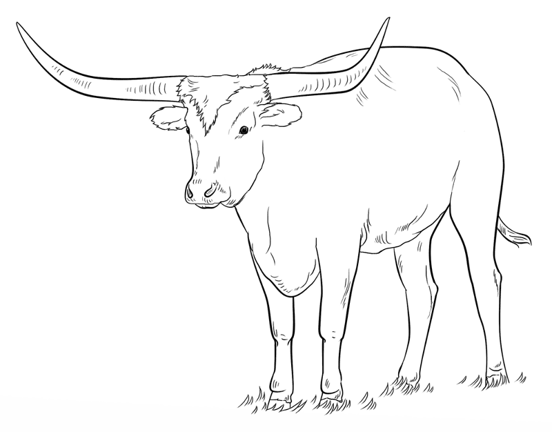 Desenho de Touros para colorir e imprimir: número 13