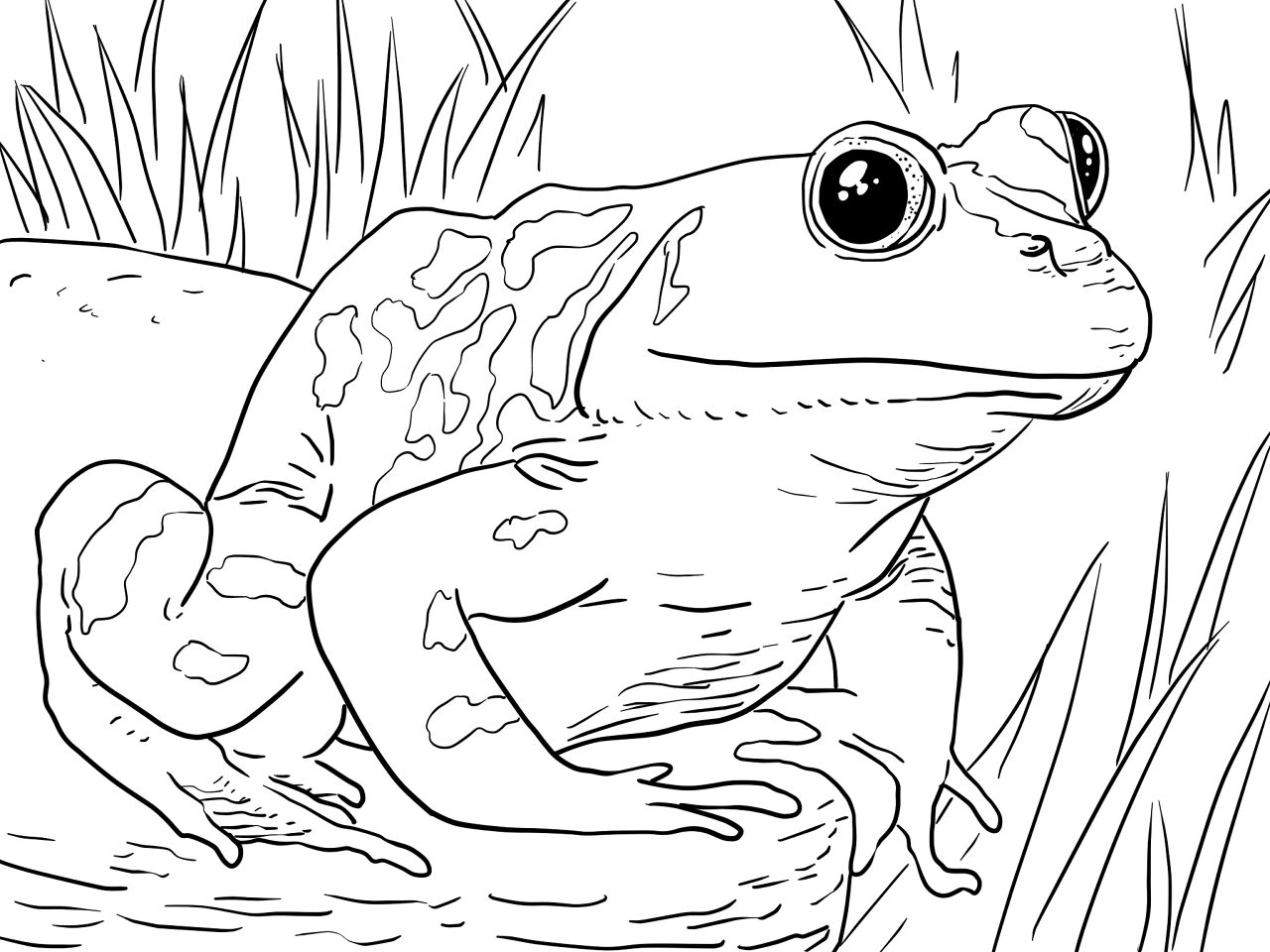 Desenho de Touros para colorir e imprimir: número 18