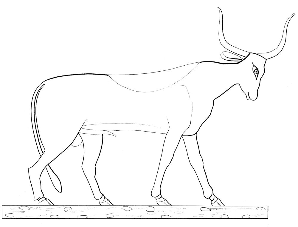 Desenho de Touros para colorir e imprimir: número 20