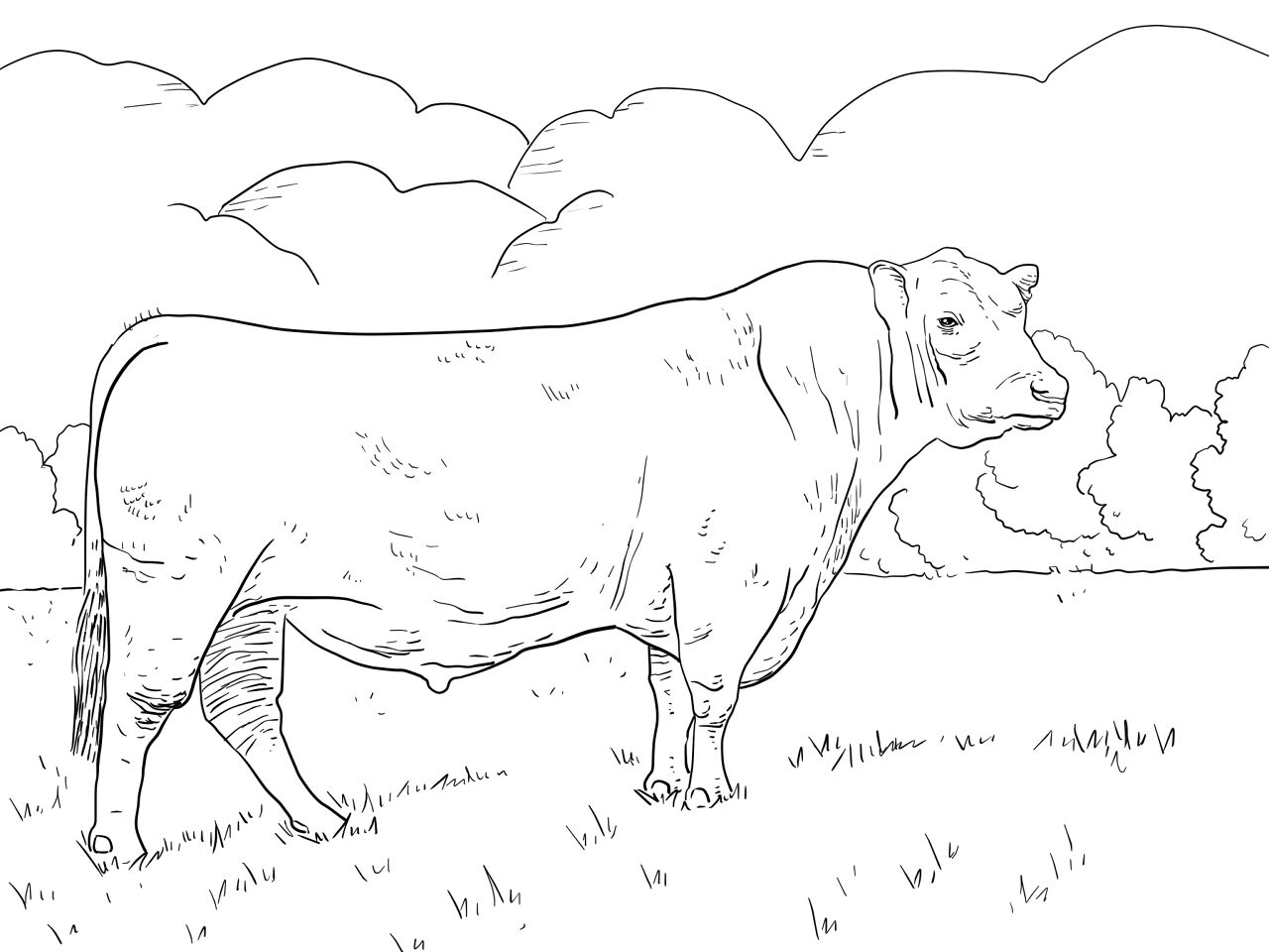 Desenho de Touros para colorir e imprimir: número 22