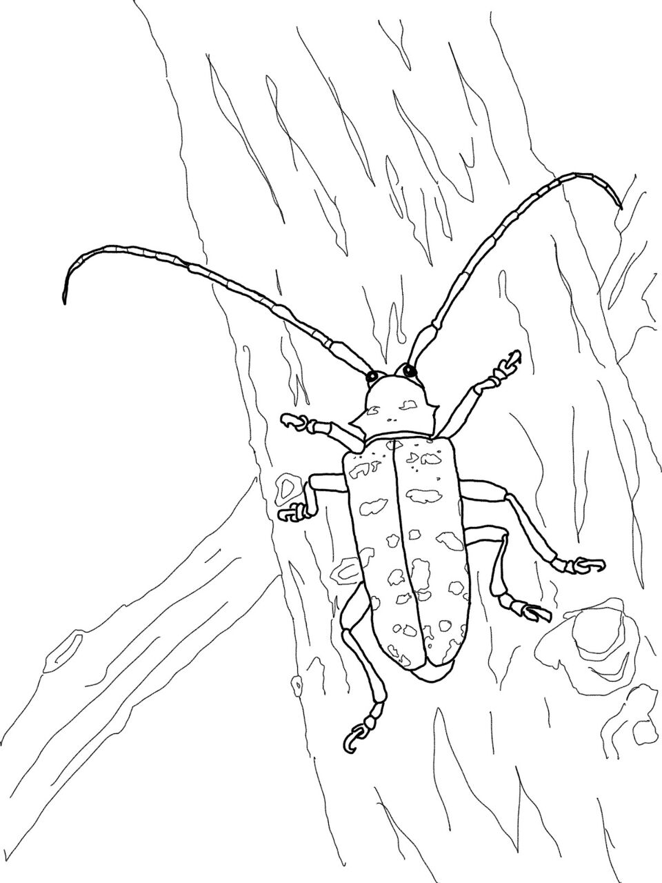 Desenho de Touros para colorir e imprimir: número 23