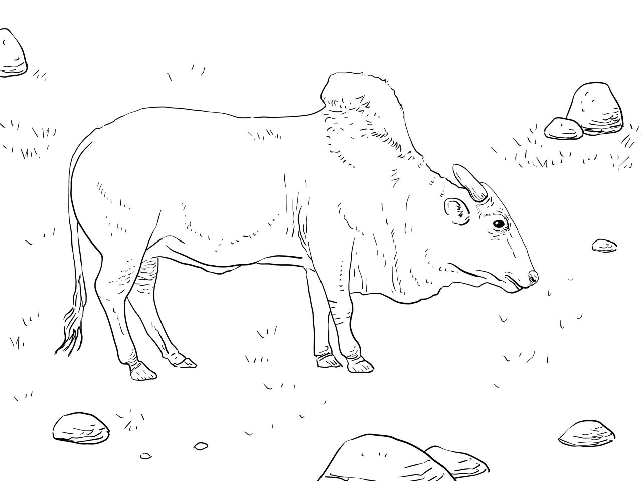 Desenho de Touros para colorir e imprimir: número 24