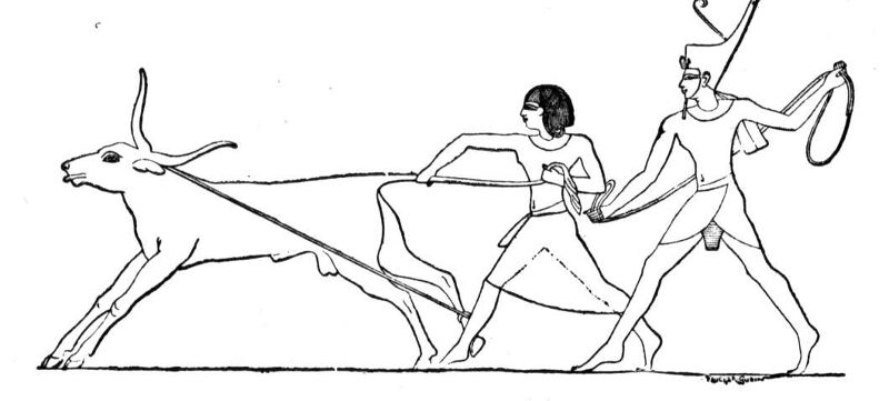 Desenho de Touros para colorir e imprimir: número 25